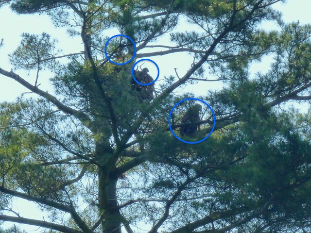 Three eagle chicks circled at the nest site