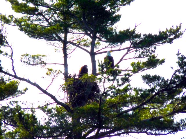 Parent eagle with eaglet chicks