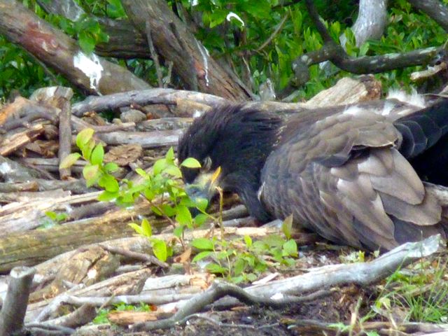 Eaglet on the beach