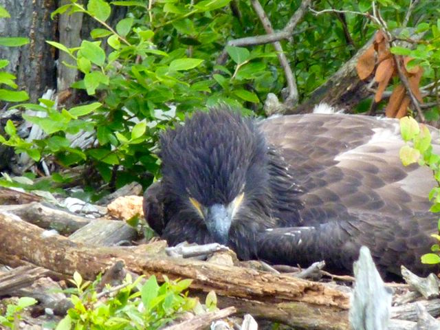 Eagle chick on a stump