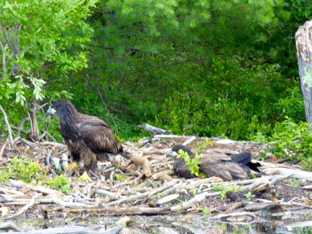 Eagle chick showing signs of distress