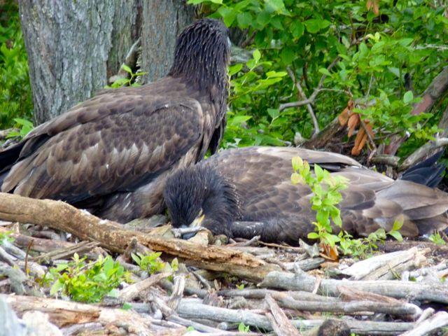 Eagle chick lying flat