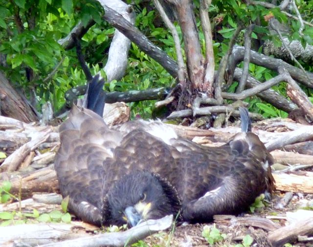 Eaglet in extremis