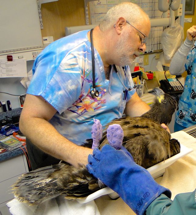 Clipper receiving care at the clinic