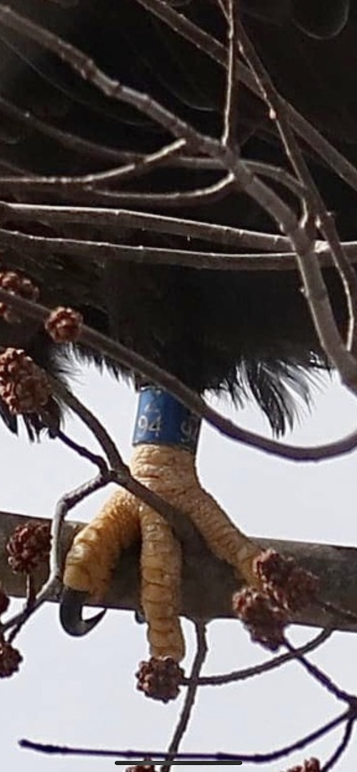 Close-up of Clipper's leg band