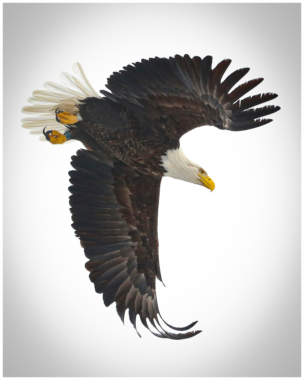 Clipper in flight against a gray winter sky