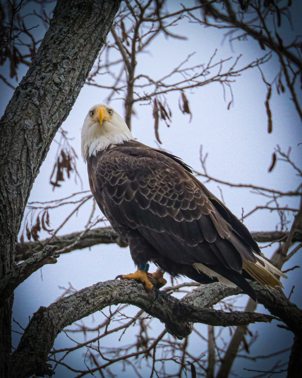 Clipper sitting in a white ash tree, December 2020