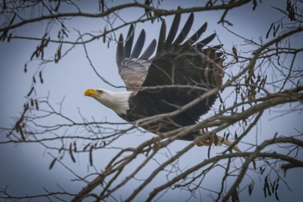 Clipper taking flight, December 2020