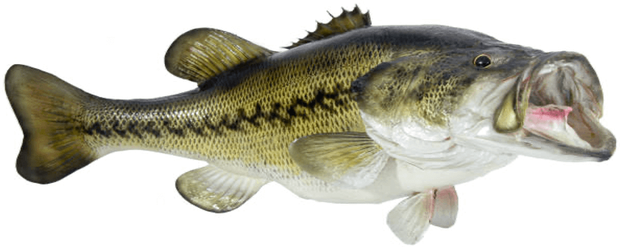 Large Mouth Bass