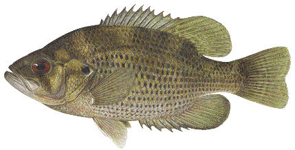 Rock Bass