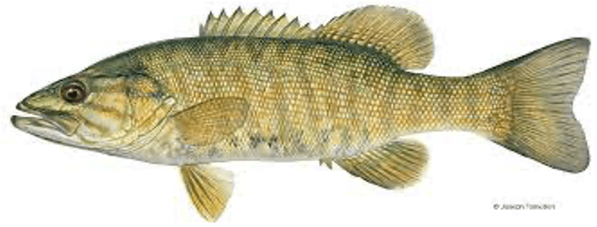 Small Mouth Bass