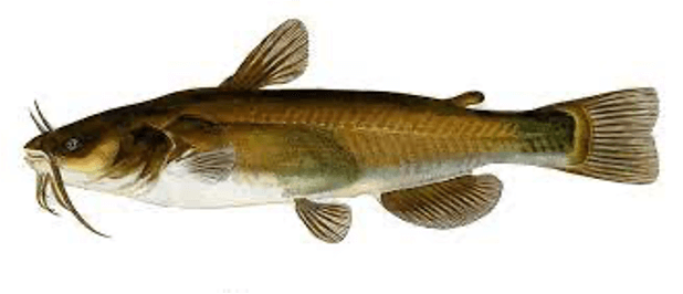 Brown Bullhead Catfish