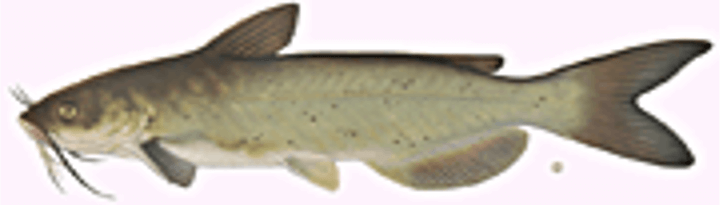 Channel Catfish
