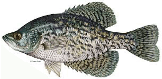 Black Crappie