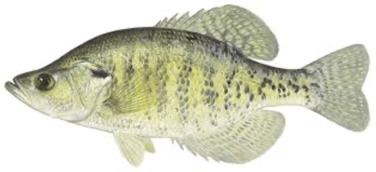 White Crappie