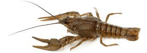 Crayfish
