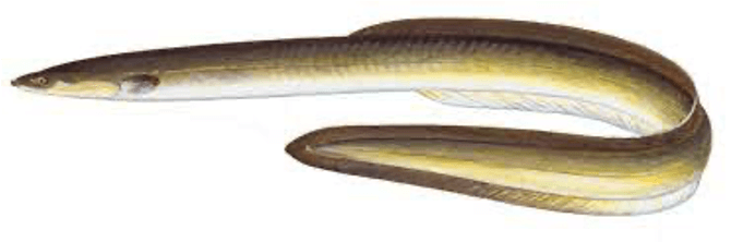 American Eel