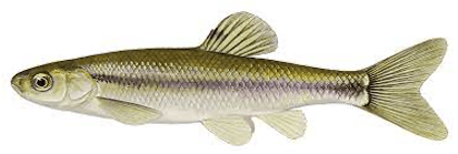 Fathead Minnow