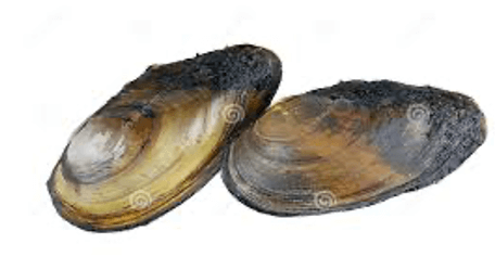 Freshwater Mussels