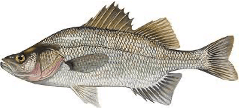 White Perch