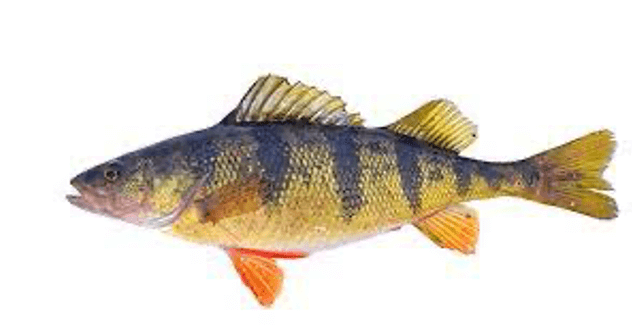 Yellow Perch