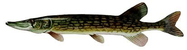 Chain Pickerel
