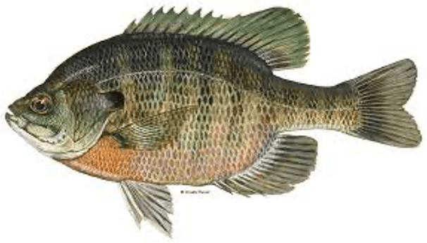 Bluegill