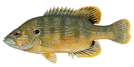Green Sunfish