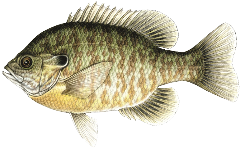 Hybrid Bluegill
