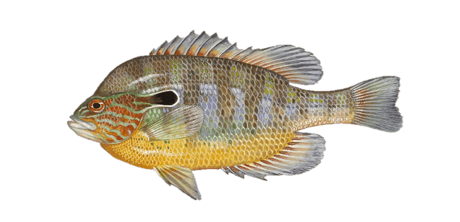 Longear Sunfish