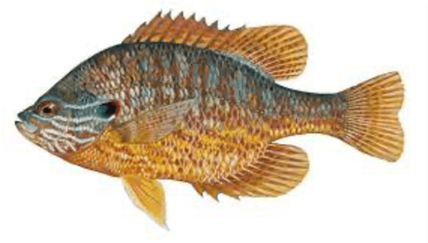 Pumpkinseed