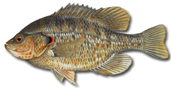 Redear Sunfish