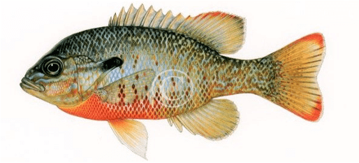 Redbreast Sunfish