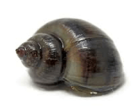 Snail