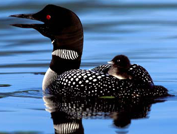 Loon with baby on her back